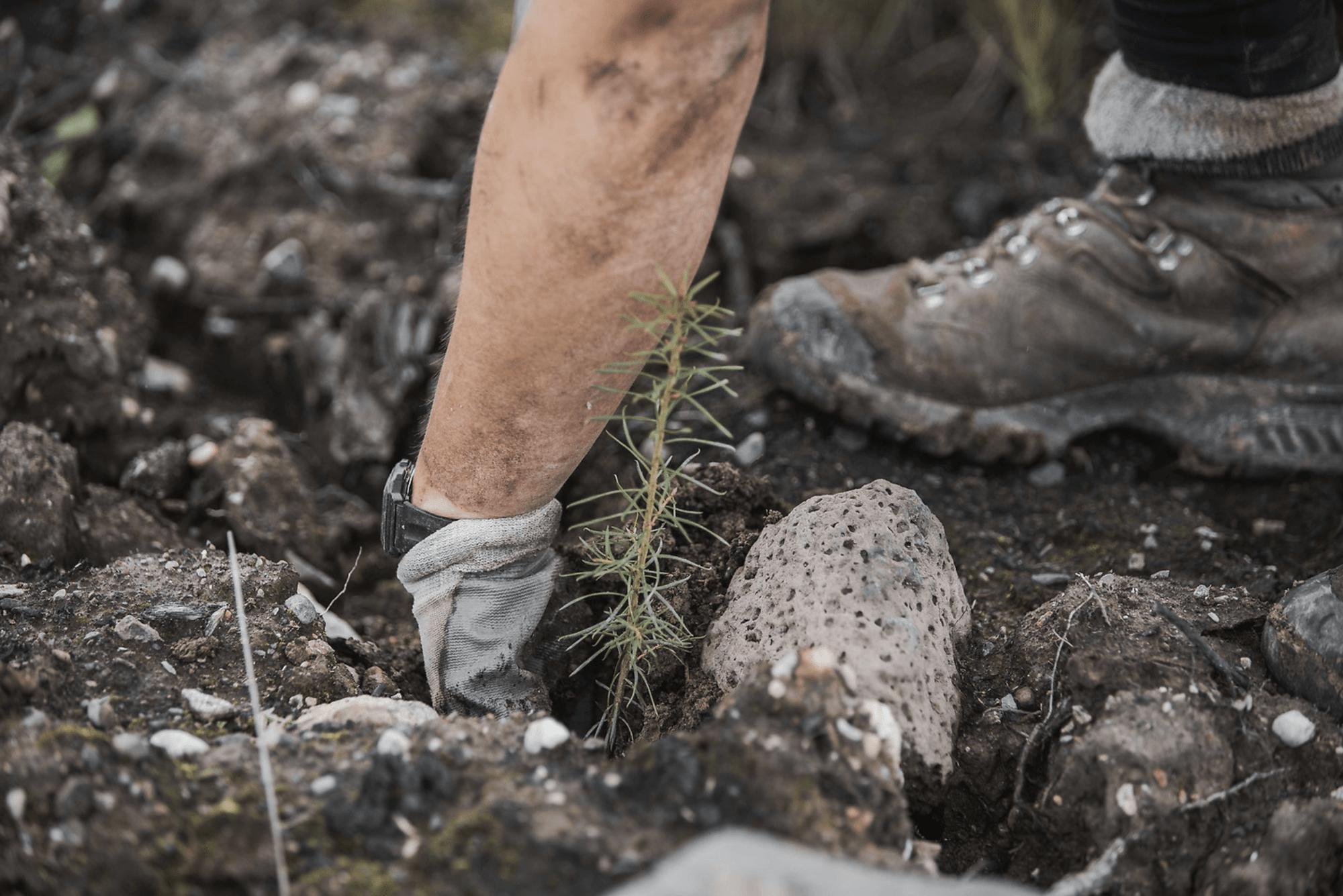 tree planter's hand planting a small tree in the ground with a shoe in the background