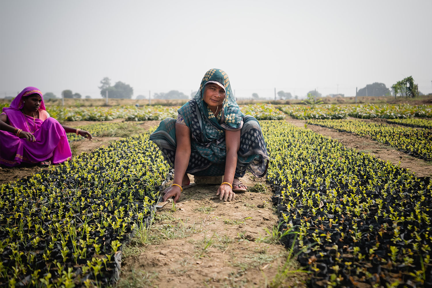 Woman planting in India
