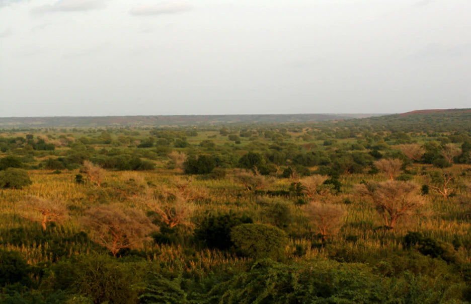 African landscape