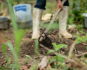 Amazon Rainforest Tree Planting