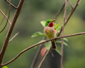 Dominican Republic