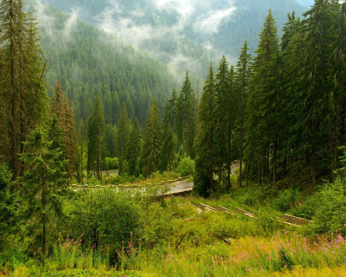 Fog in an evergreen forest in Romania.