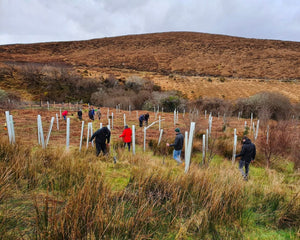 people planting trees in ireland