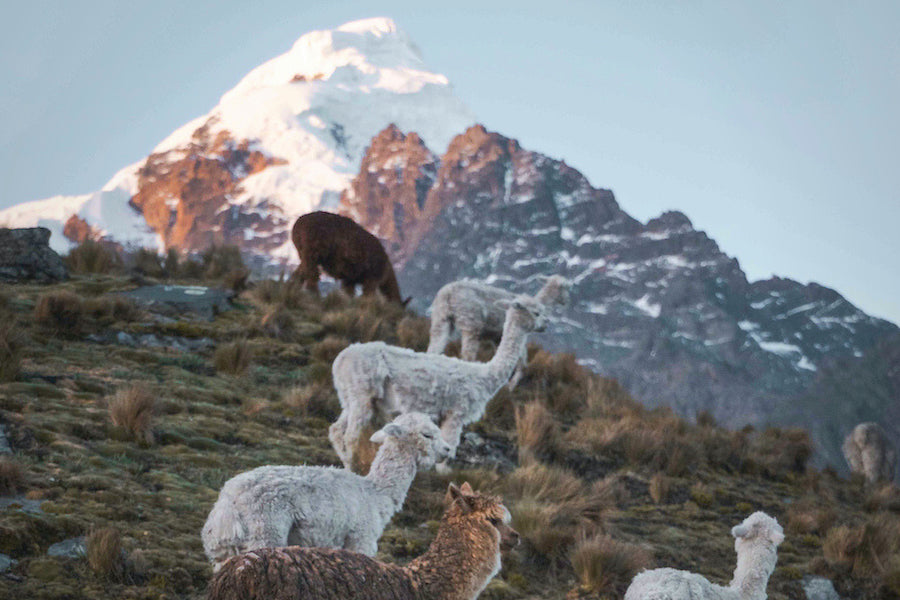 Alpacas on a hill