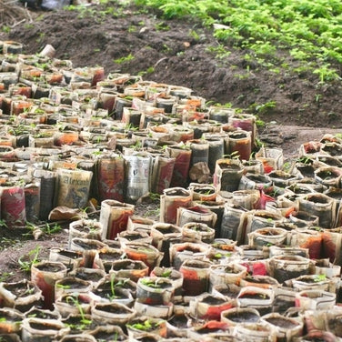 Tree nursery Uganda