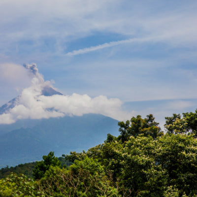 Guatemala forest