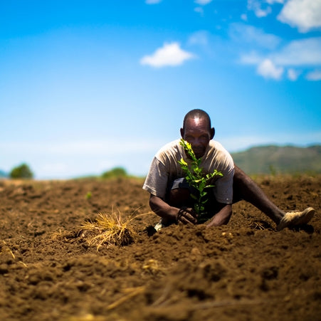 Haiti Man planting a tree