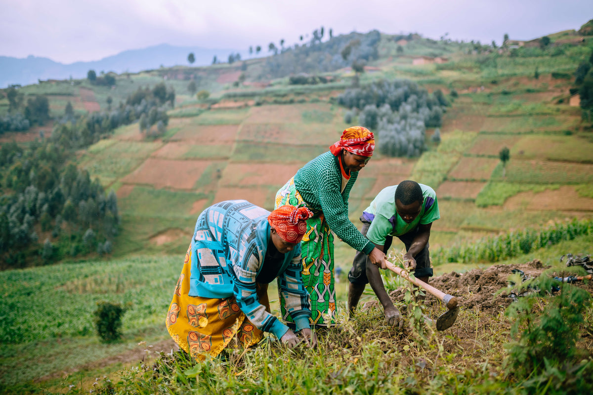 Rwanda Africa reforestation