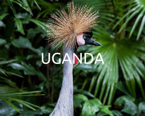 Uganda