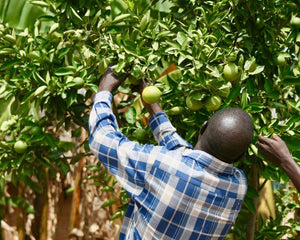 Uganda | One Tree Planted