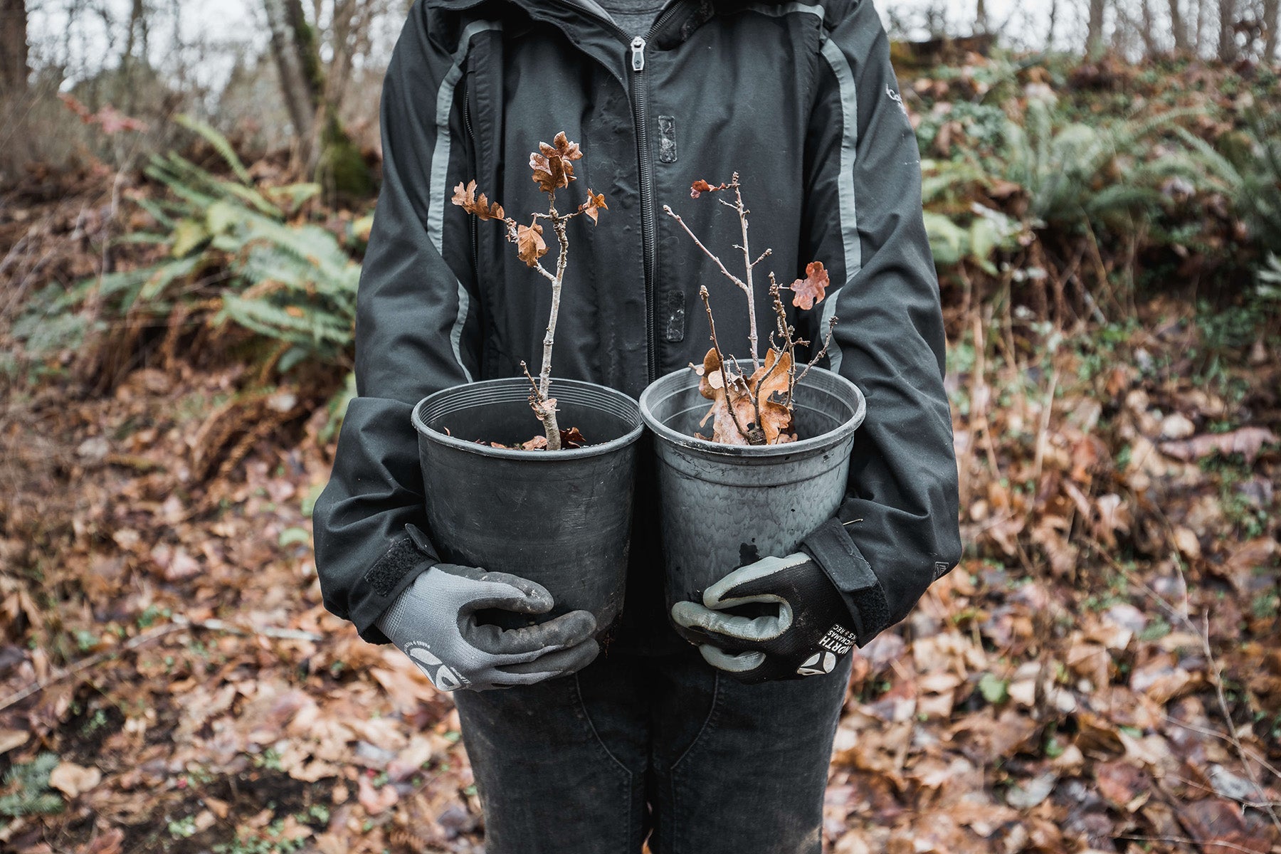 woman holding seedlings pacific northwest