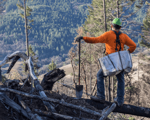 Plant Trees in California - One Tree Planted