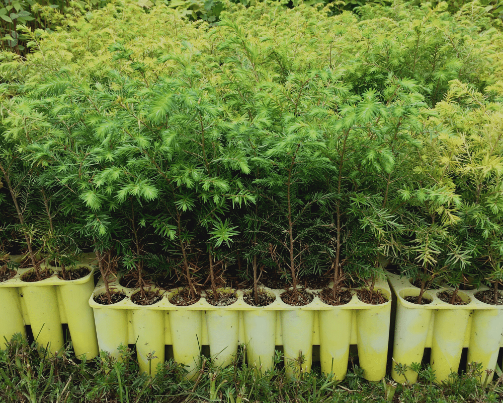 Plant Trees in New Brunswick - One Tree Planted