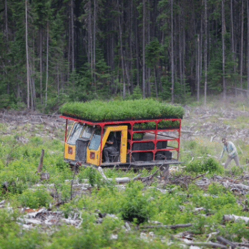 Truck carrying tree saplings